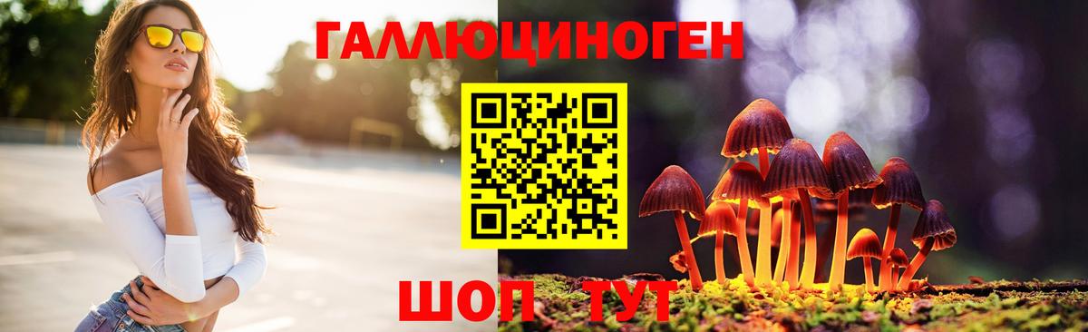 Галлюциногенные грибы Psilocybe Кизилюрт